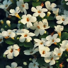 Bacopa Monnieri flowers โ Pineal Guardian ingredient