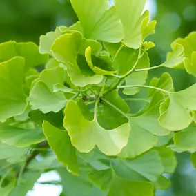Ginkgo Biloba leaves โ Pineal Guardian ingredient