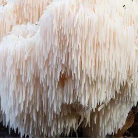 Lion's Mane mushroom โ Pineal Guardian ingredient
