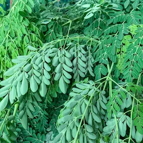 Moringa leaves โ Pineal Guardian ingredient