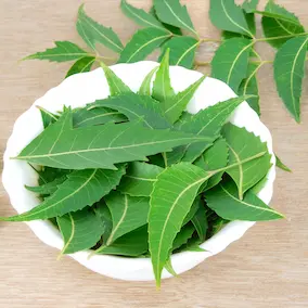 Neem leaves โ Pineal Guardian ingredient