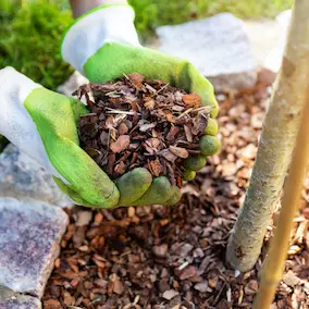 Pine Bark Extract โ Pineal Guardian ingredient